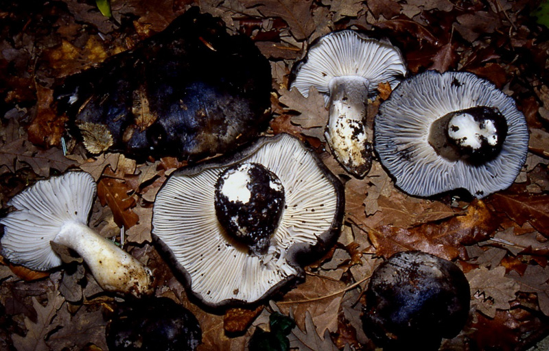 Che sia di buon auspicio.